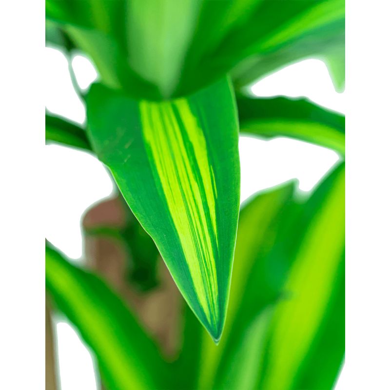 Dracaena Massangeana vertakt