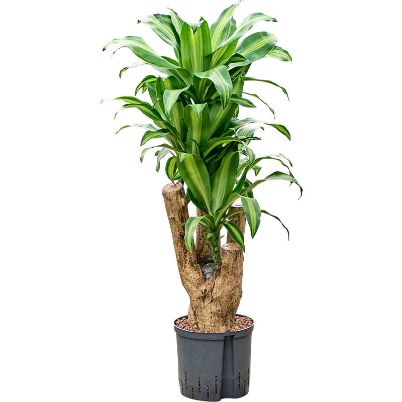 Dracaena Massangeana vertakt