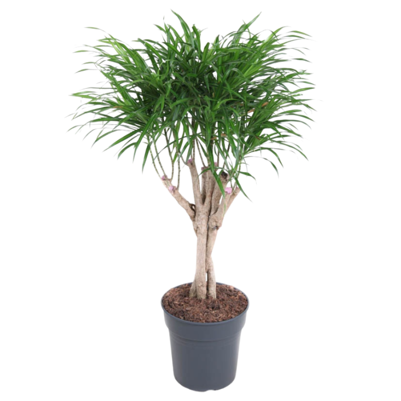 Pleomele Anita Variegata gevlochten stam