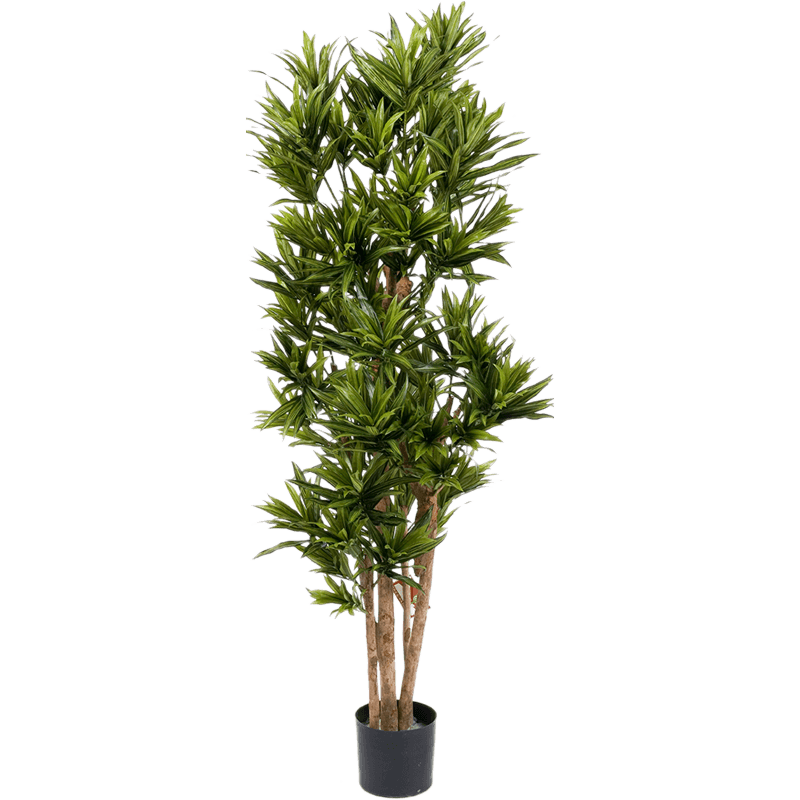 Dracaena Reflexa - kunstplant