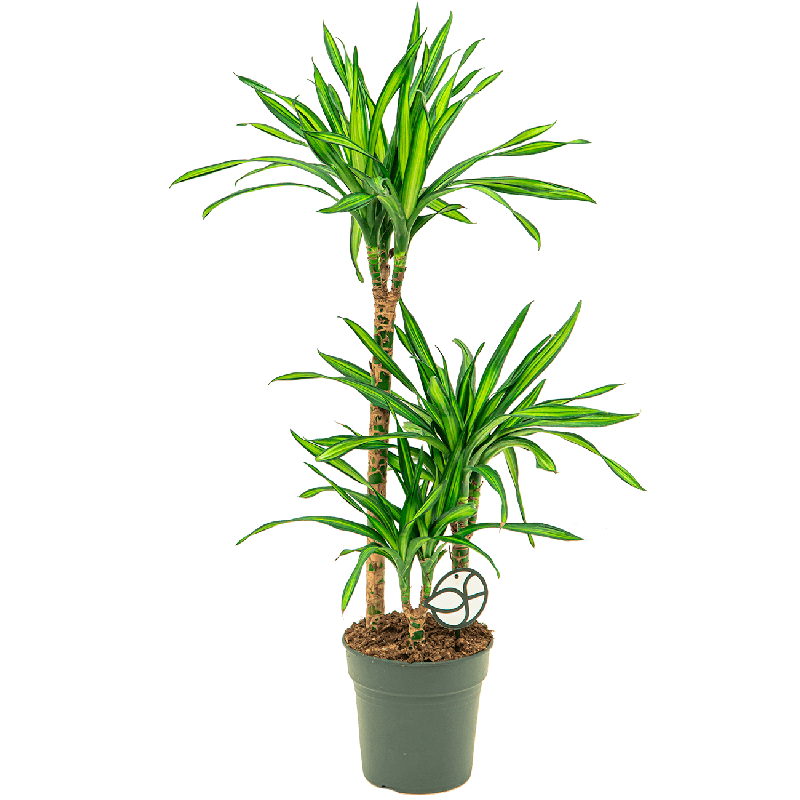 Dracaena Riki 3-stam