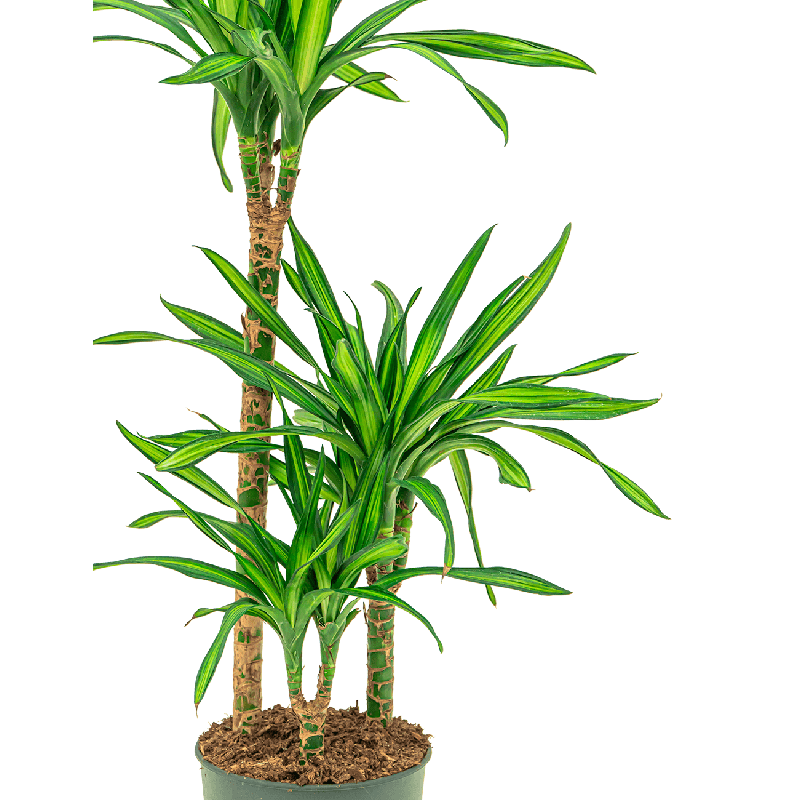 Dracaena Riki 3-stam