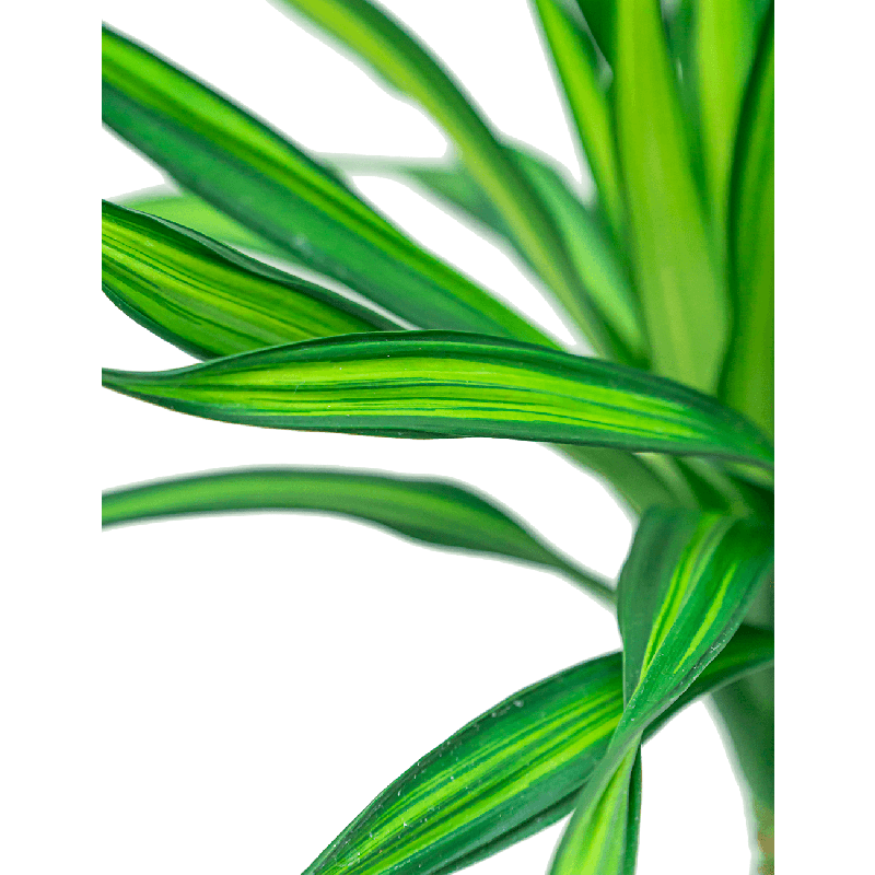 Dracaena Riki 3-stam