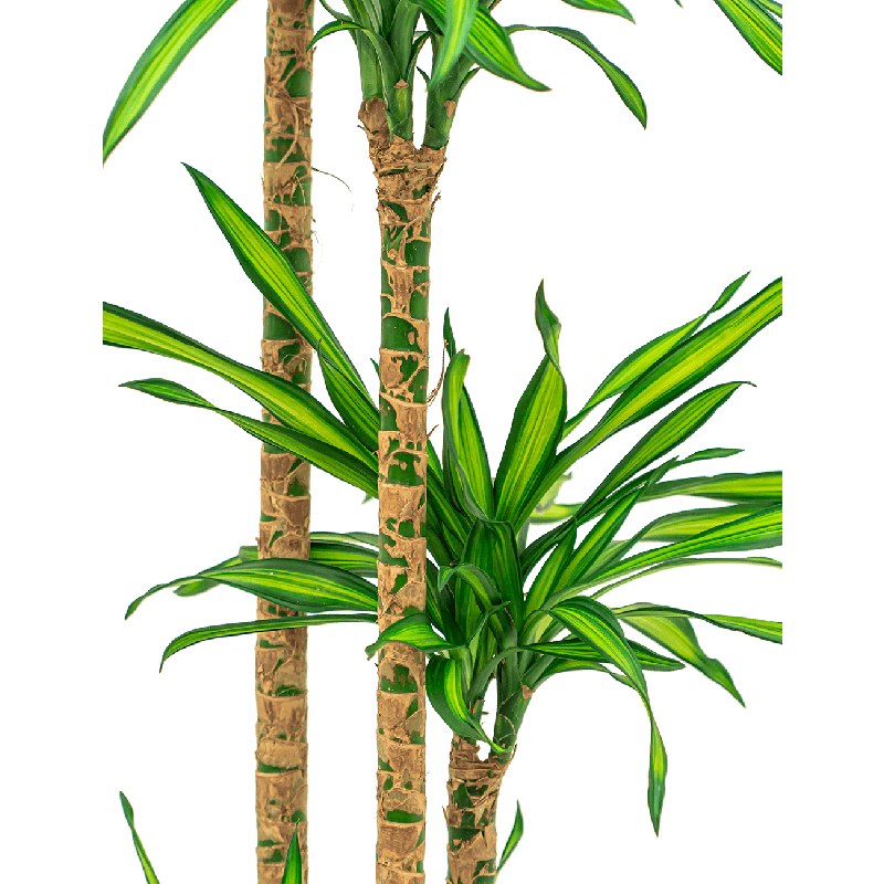 Dracaena Riki 4-stam