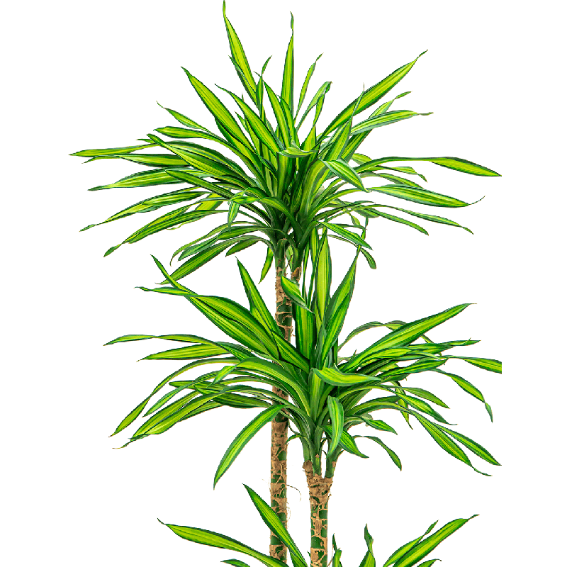 Dracaena Riki 4-stam