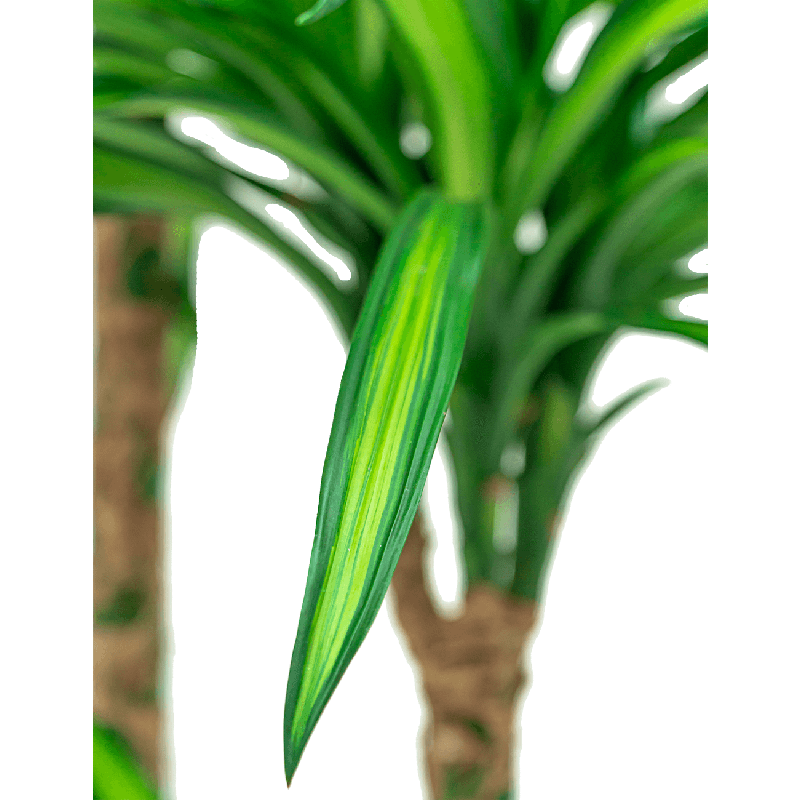 Dracaena Riki 4-stam