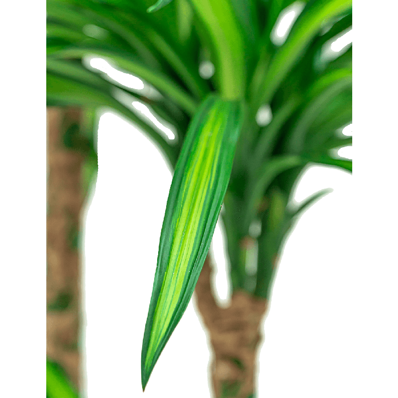 Dracaena Riki 2-stam