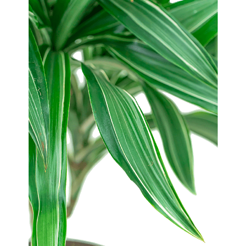 Dracaena Ulises 2-stam