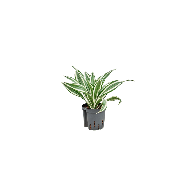 Dracaena White Jewel