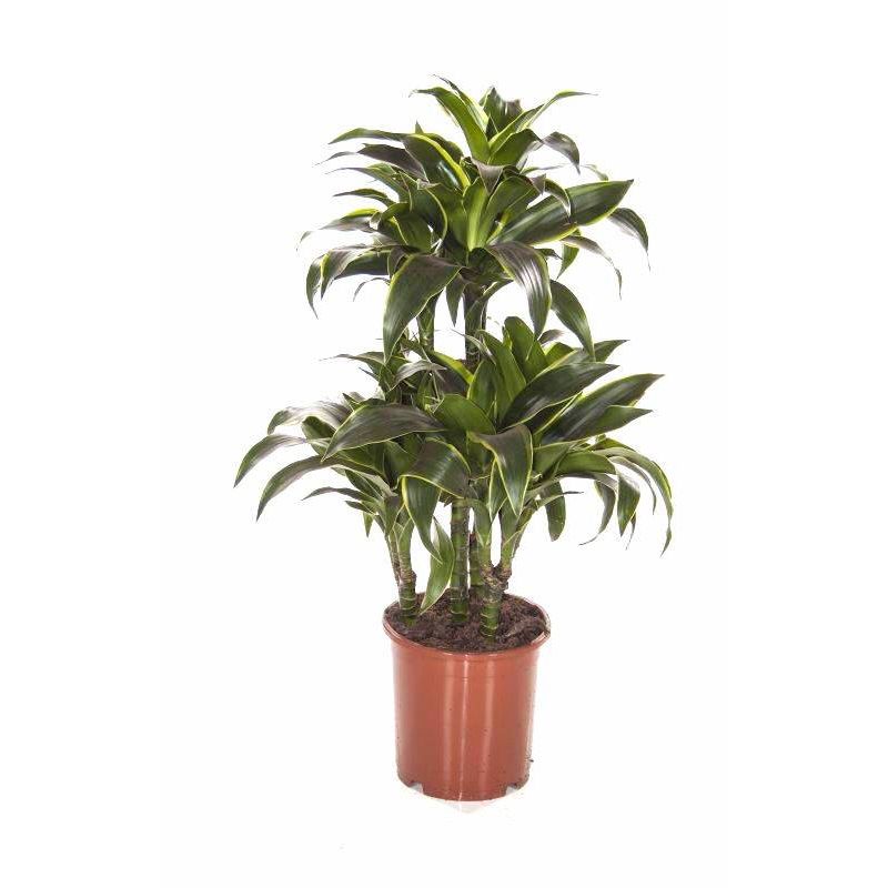 Dracaena Dorado Carrousel