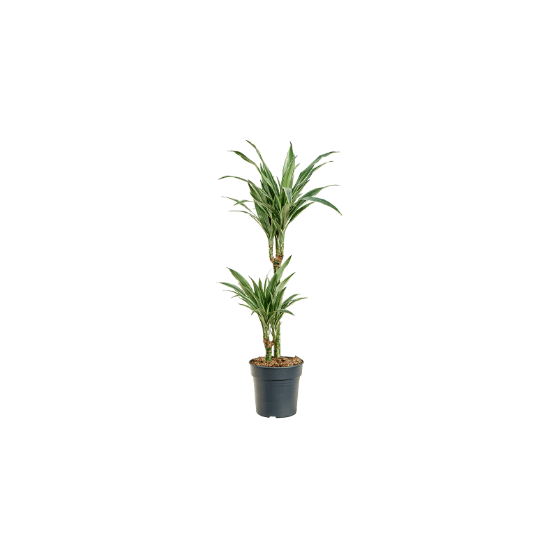Dracaena Warneckei 2-stam