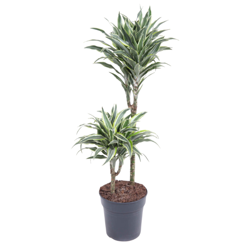 Dracaena Surprise 2-stam