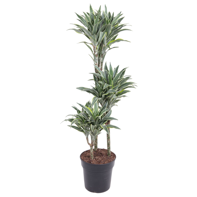 Dracaena Surprise 3-stam