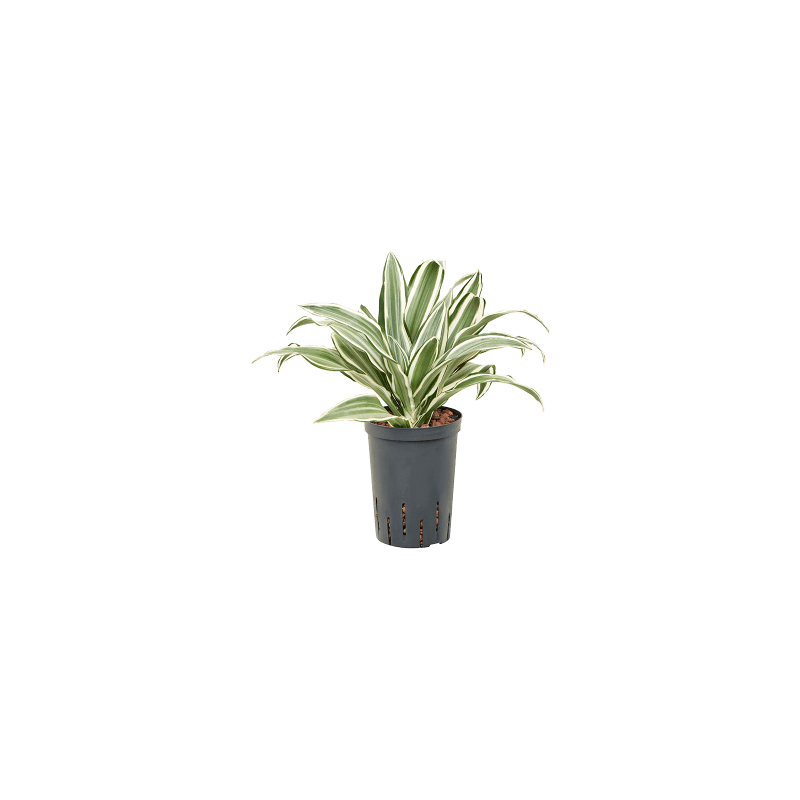 Dracaena White Bird