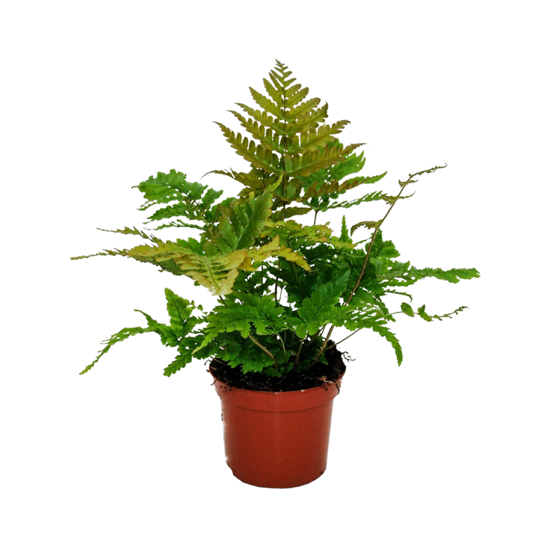 Dryopteris erythrosora 