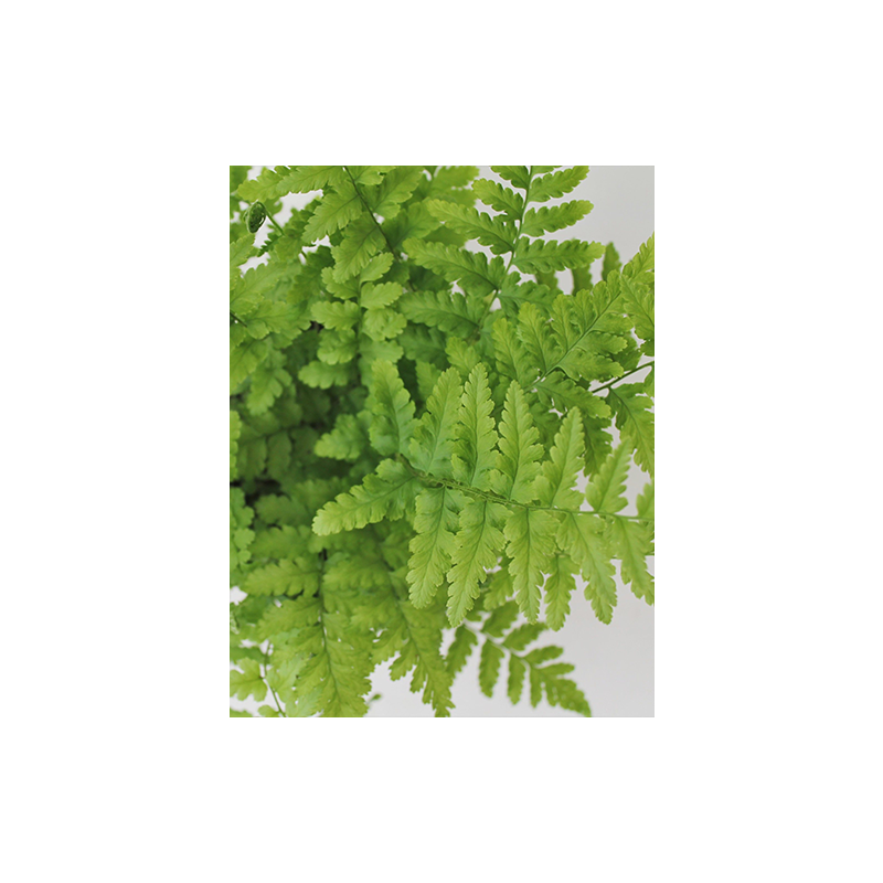 Dryopteris filix-mas 