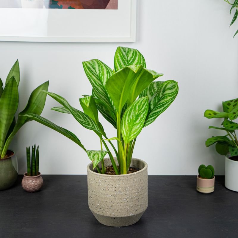 Aglaonema Stripes