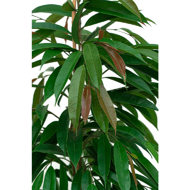 Ficus Amstel King op stam