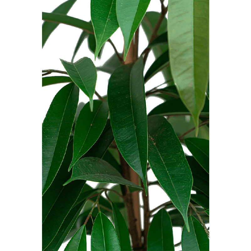Ficus Amstel King gevlochten stam