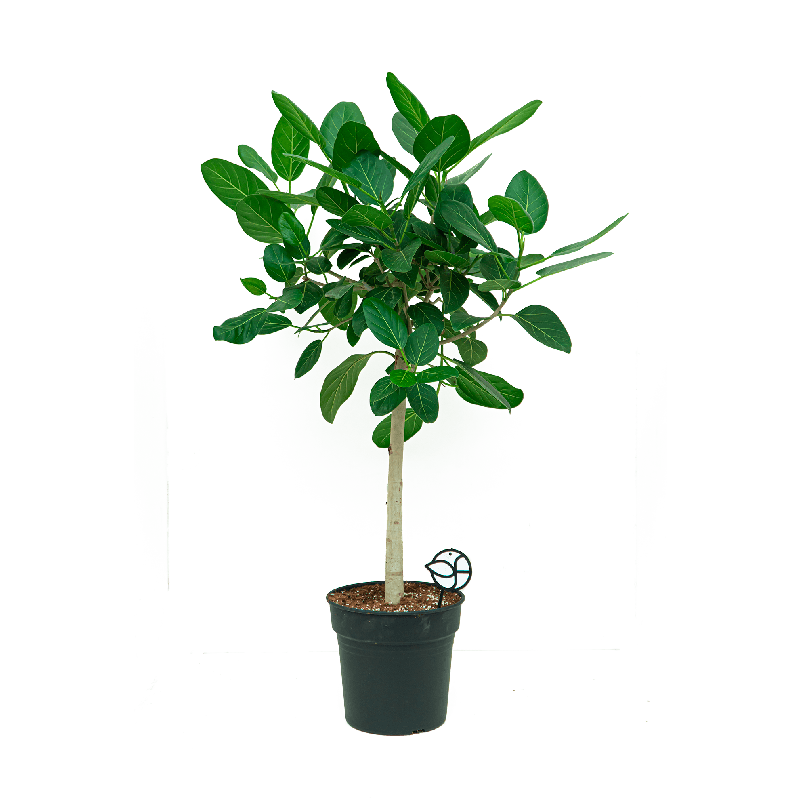 Ficus Benghalensis Audrey op stam