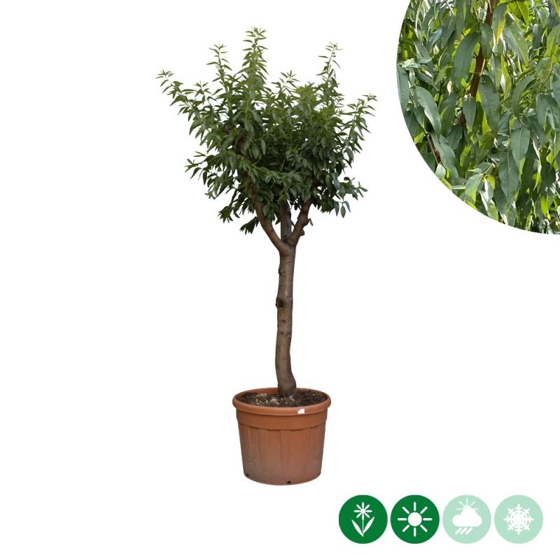 Prunus dulcis - volgroeid