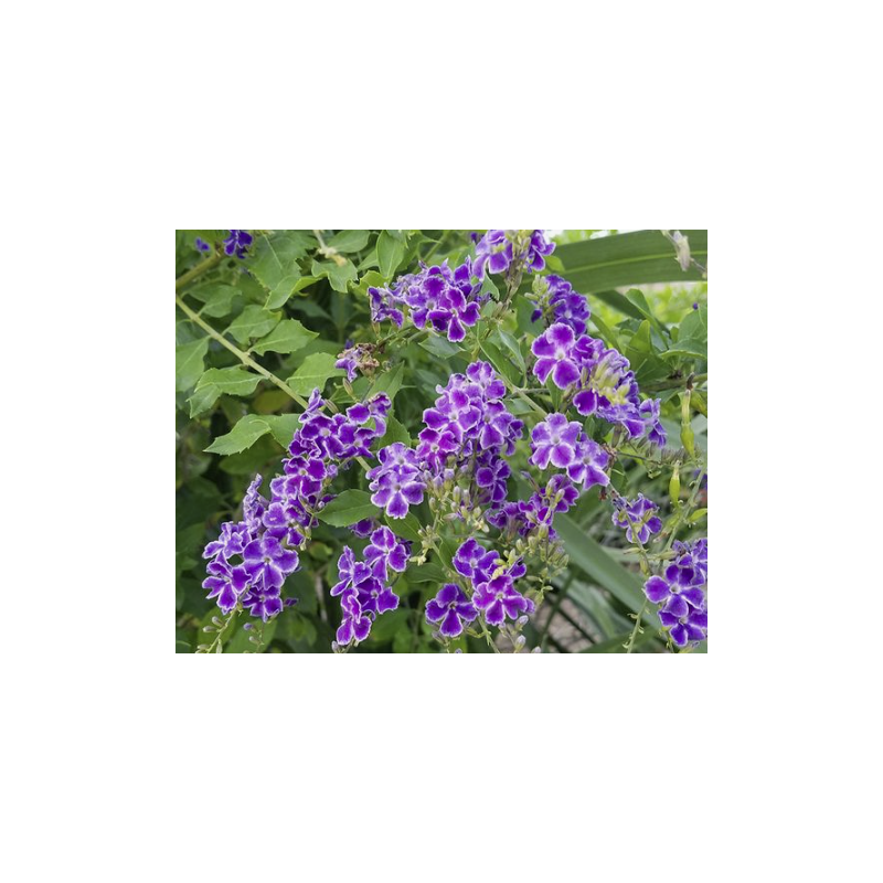 Duranta Repens op stam