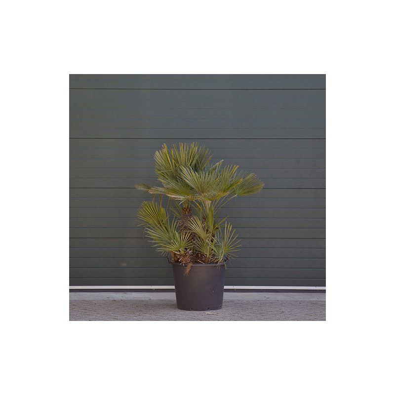 Chamaerops Humilis - meerstammig