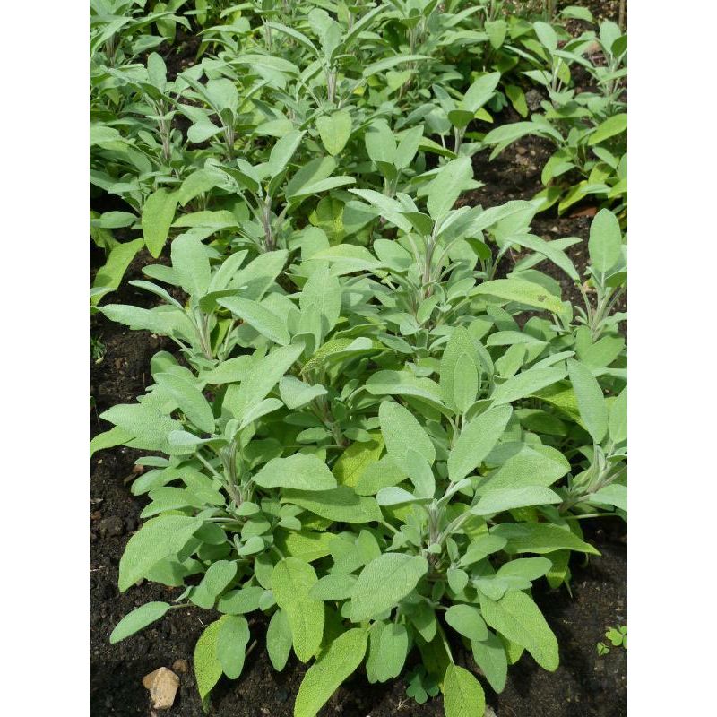 Salvia Officinalis ‘Berggarten’