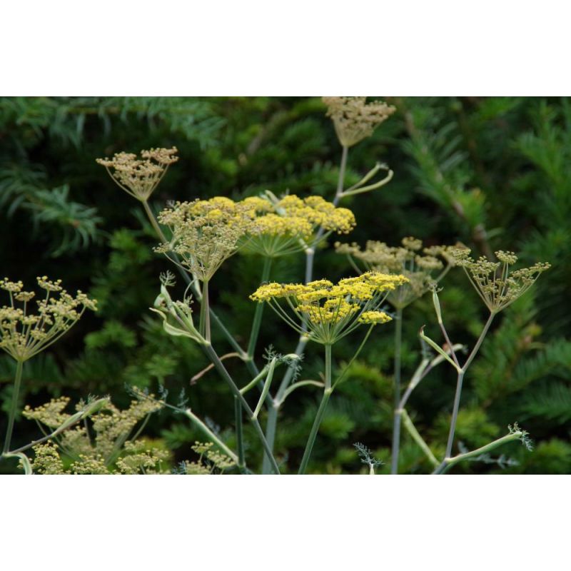 Foeniculum Vulgare ‘Giant Bronze’ - 6 stuks