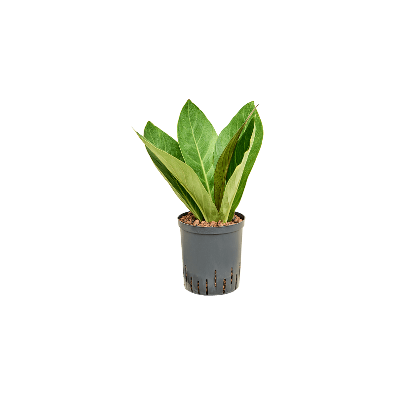 Anthurium Jungle hybriden