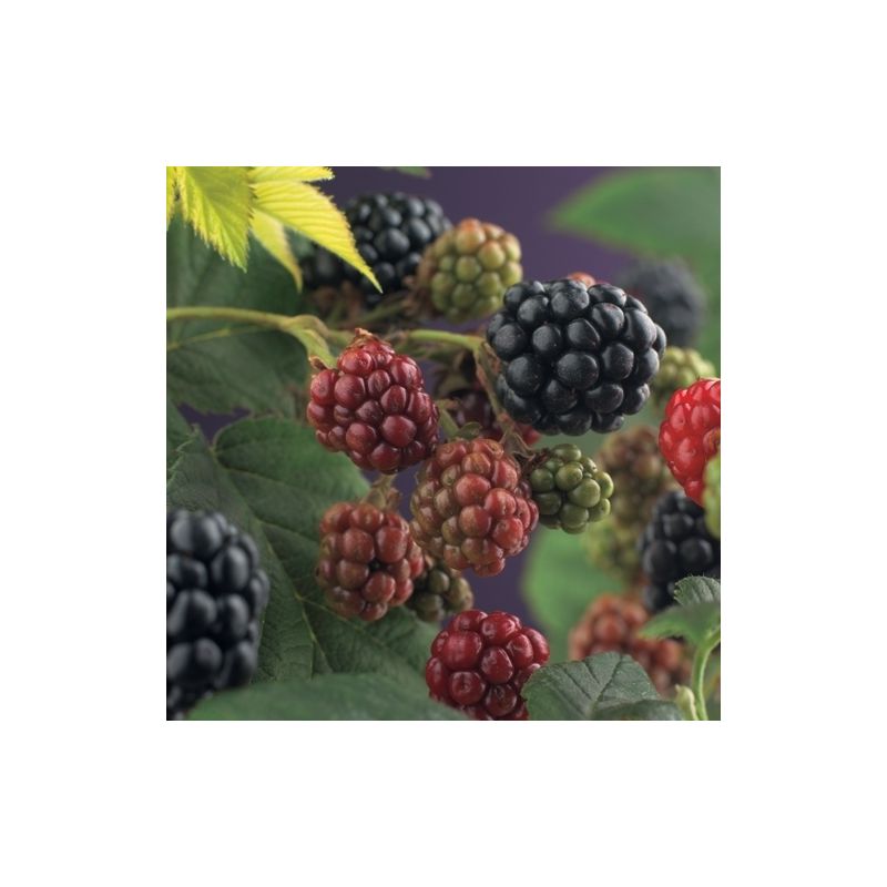 Rubus Thornfree