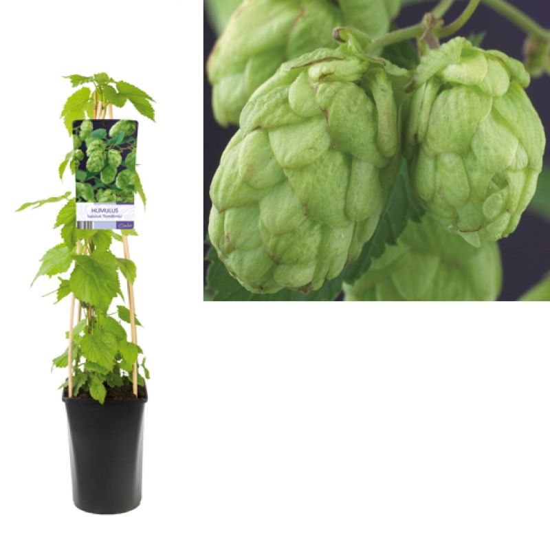 Humulus Lupulus 'Nordbrau'