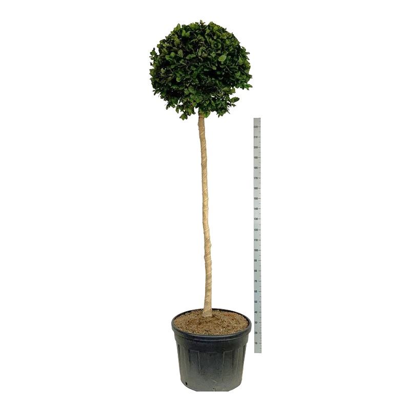 Fagus sylvatica - op stam