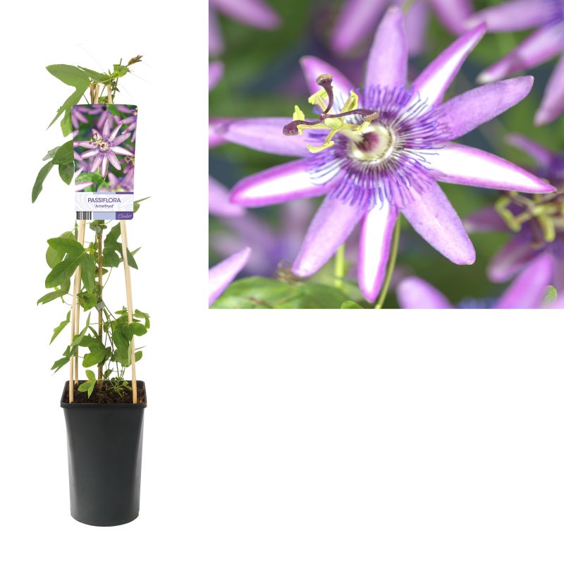 Passiflora Amethyst