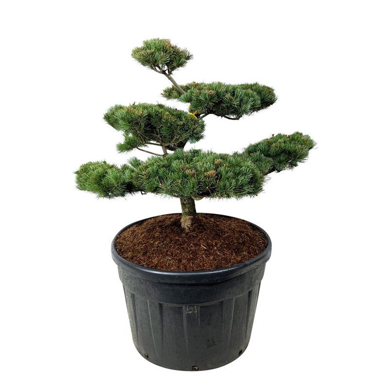 Pinus Parviflora Negishi - bonsai