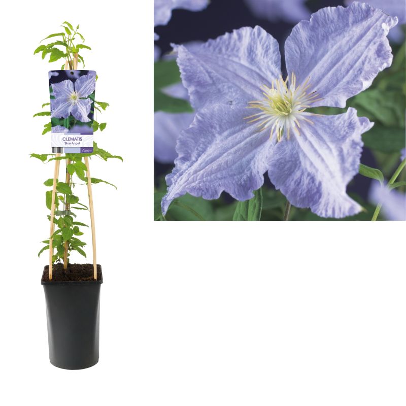 Clematis 'Blue Angel'