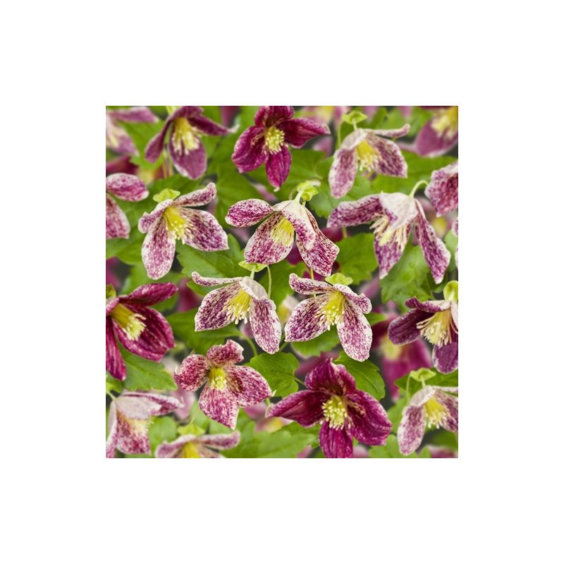 Clematis Cirrhosa Freckles