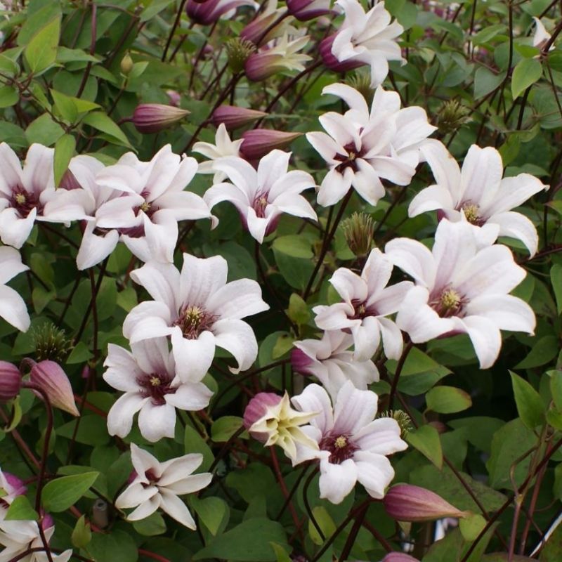 Clematis Princess Kate