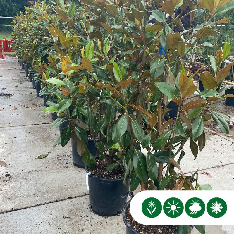 Magnolia Galissonière - solitair