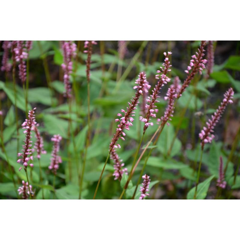 Persicaria amplex. 'Early Pink Lady'