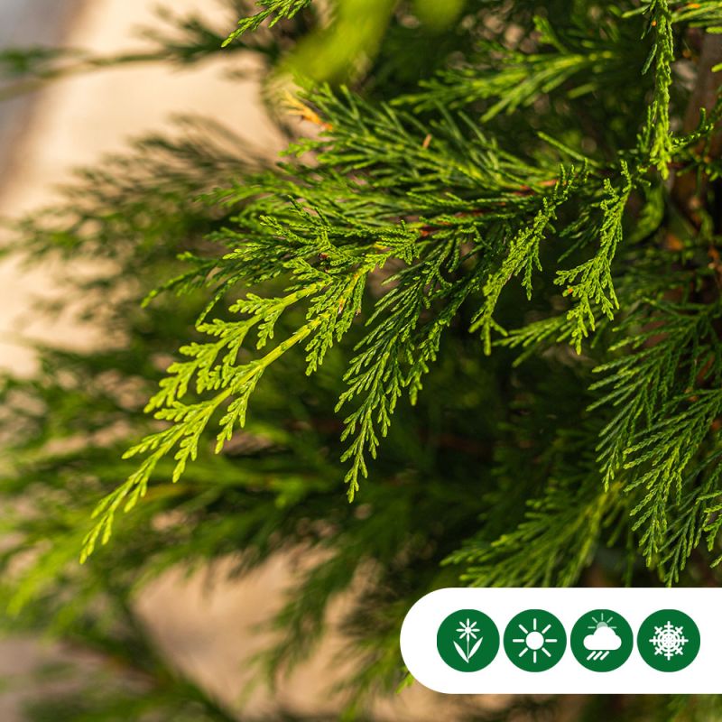 Cupressocyparis leylandii - haag