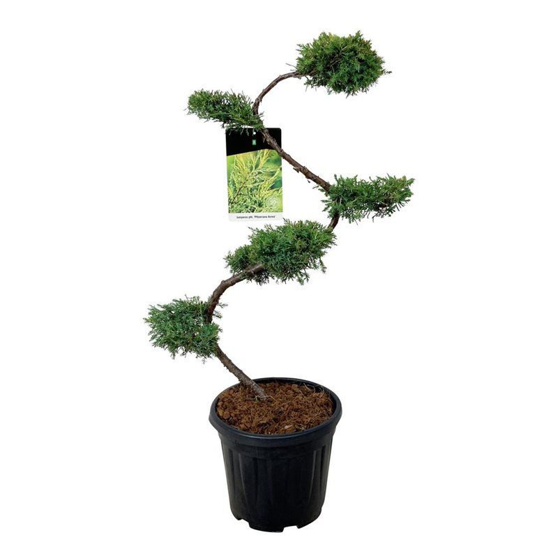 Juniperus Media 'Pfitzeriana Aurea' - bonsai
