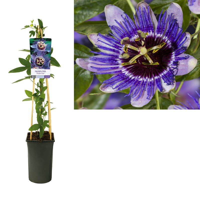 Passiflora 'Purple Haze'
