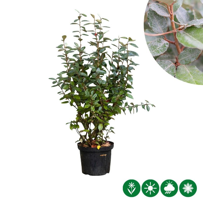 Elaeagnus ebbingei - haag