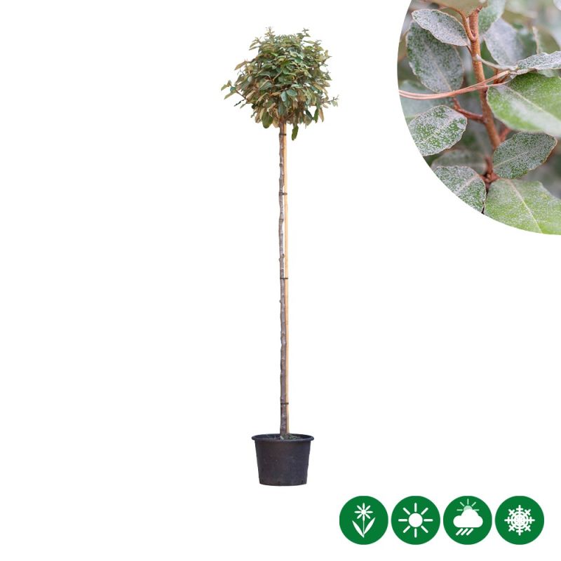 Elaeagnus ebbingei - bolvorm