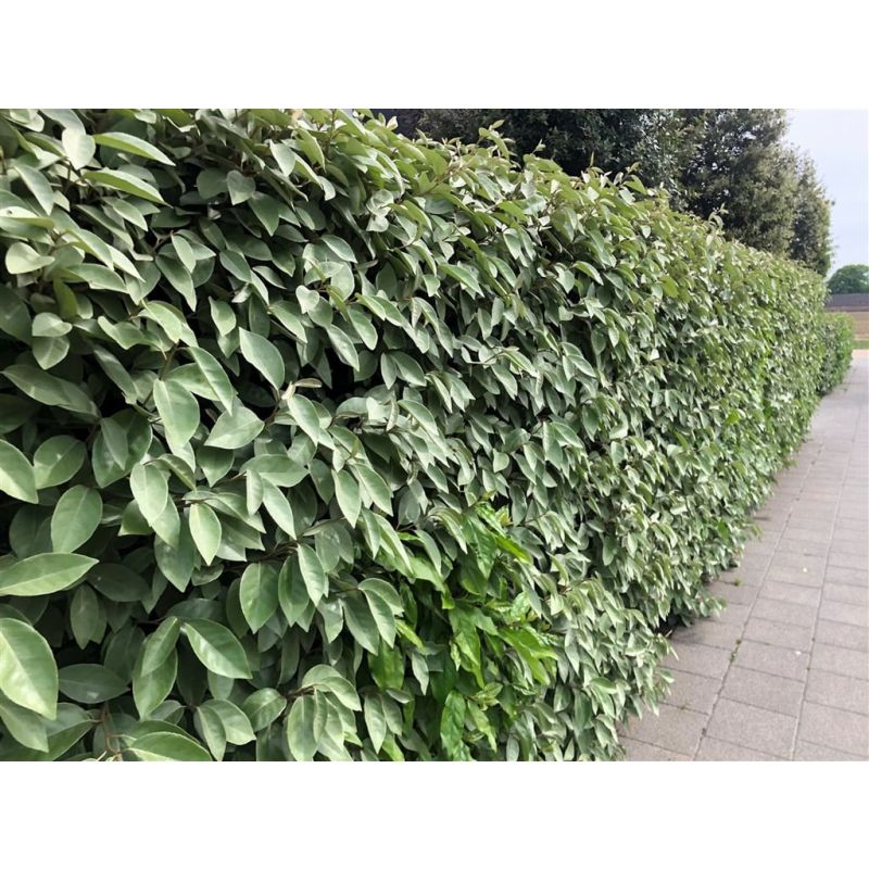 Elaeagnus ebbingei - haag