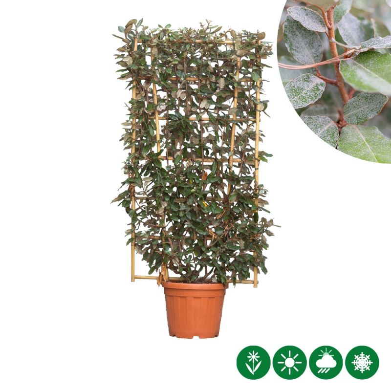 Elaeagnus ebbingei - haagelement