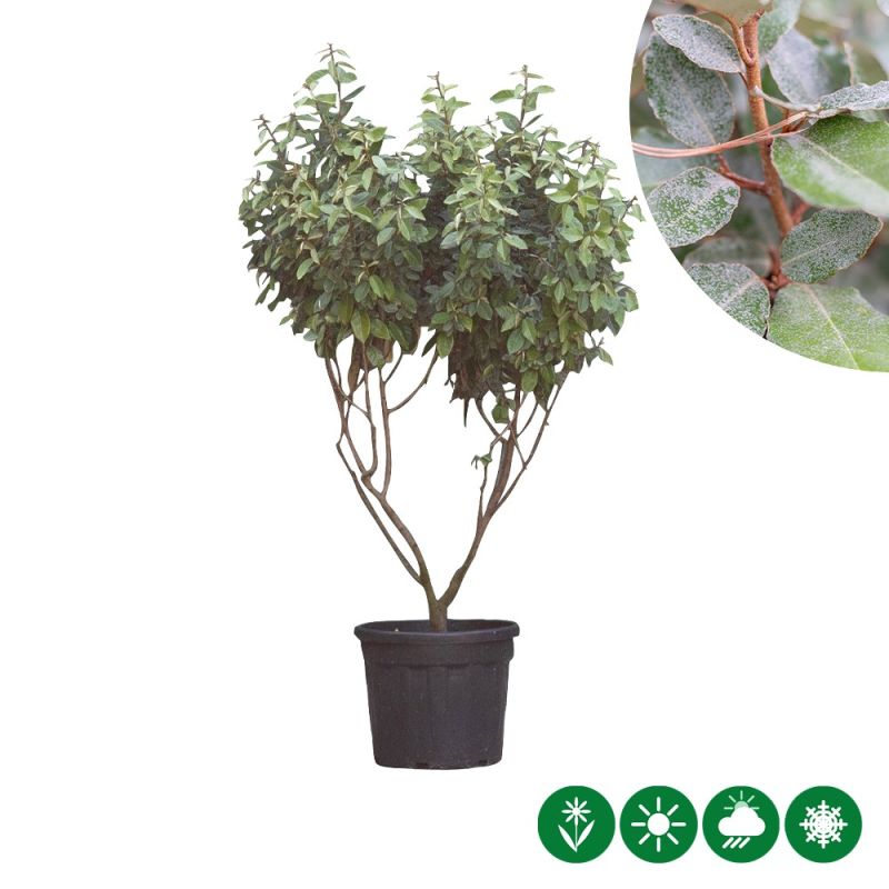 Elaeagnus Ebbingei - meerstammig