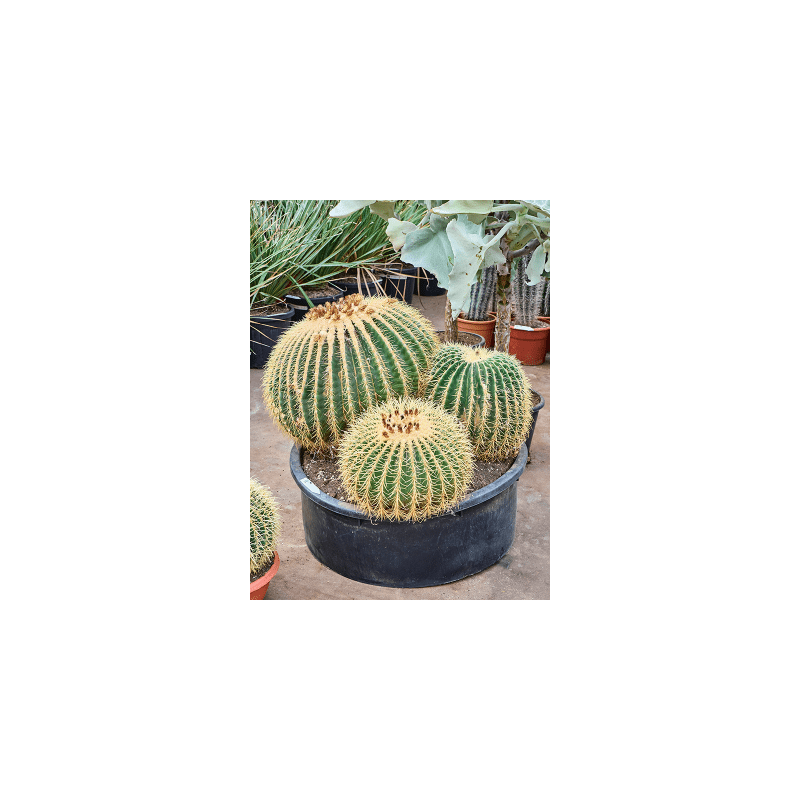Echinocactus grusonii cluster