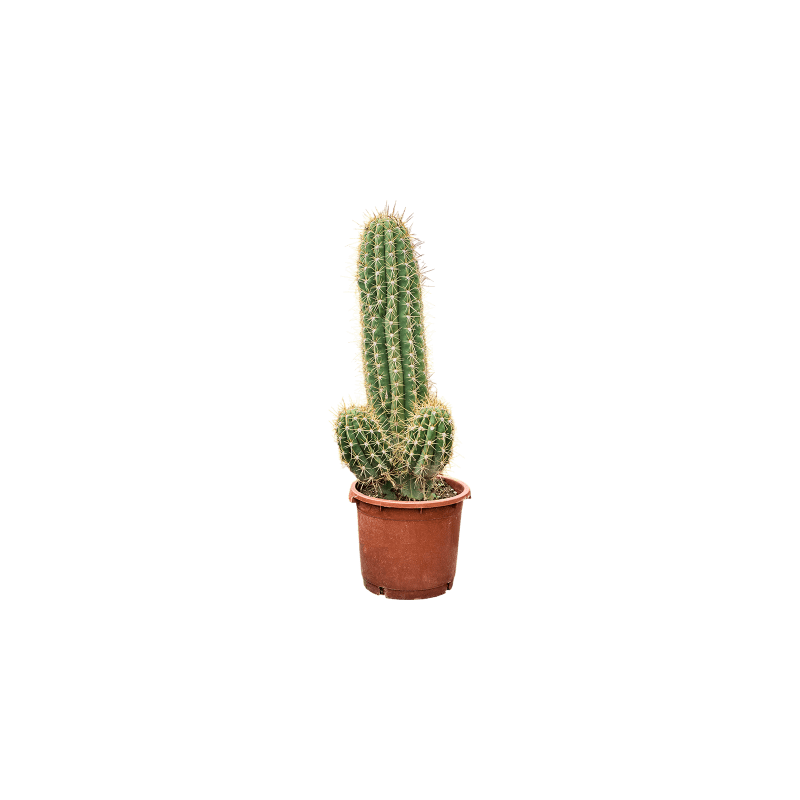Echinopsis Pasacana